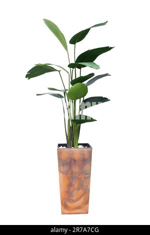 Grande plante intérieure Strelitzia dans un pot doré pour l'intérieur isolé sur blanc Banque D'Images