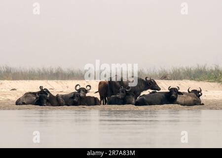 Le buffle d'eau (Bubalus bubalis), également appelé buffle d'eau domestique ou buffle d'eau asiatique, observé à Gajoldaba dans le Bengale occidental, Inde Banque D'Images