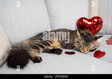 Mignon jeune chat dormant au cœur rouge sur le canapé, le jour de la Saint-Valentin du chat. Banque D'Images