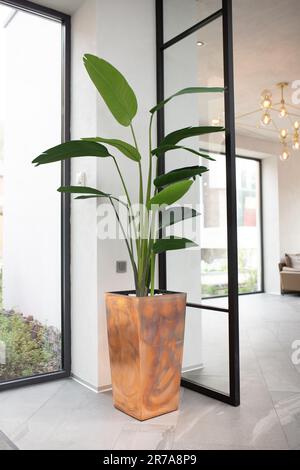 Une grande maison Strelitzia se trouve à l'étage dans le hall d'un intérieur de luxe, vertical Banque D'Images