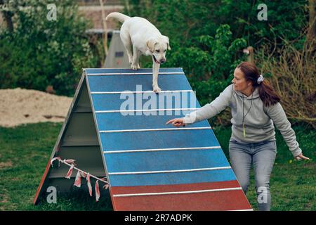Une femme s'empresse de jouer avec son chien agilité marchant au-dessus d'un obstacle de pyramide Banque D'Images