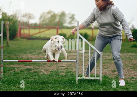 Une femme s'empresse de jouer avec son chien agilité sautant sur un obstacle de haies Banque D'Images
