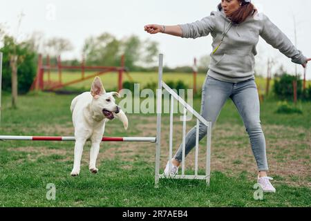 Une femme s'empresse de jouer avec son chien agilité sautant sur un obstacle de haies Banque D'Images