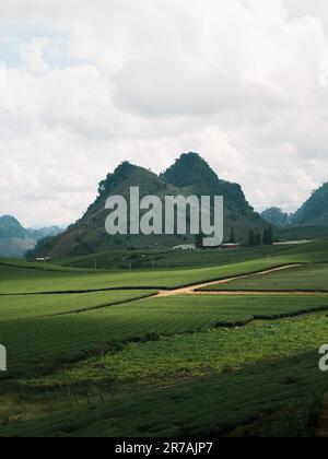 Une vue panoramique sur un champ herbacé entouré d'arbres et de hautes montagnes au loin, prise d'un point de vue au sommet d'une colline Banque D'Images