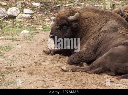 Gros plan d'un bison reposant sur le sol Banque D'Images
