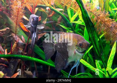 Poisson tropical Pterophyllum scalare altum, angelfish nageant dans l'eau d'aquarium wtih algues vertes. Poissons bruns dans la piscine de l'océanographie. Organisme aquatique, uedn Banque D'Images