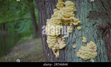 Champignons d'arbre sur le tronc d'arbre sur fond de lac Banque D'Images