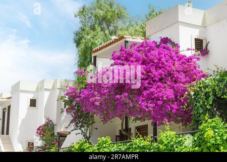 Buisson de bougainvilliers rose vif en face de la maison blanche sur fond. Conception de paysage, jardinage, décoration de fleur, concept floral. Banque D'Images