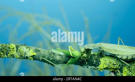 Grande femelle verte priant mantis greedily mangeant la sauterelle verte assise sur la branche de l'arbre couverte de lichen. Mantis d'arbre transcaucasien (Hiérodula Banque D'Images
