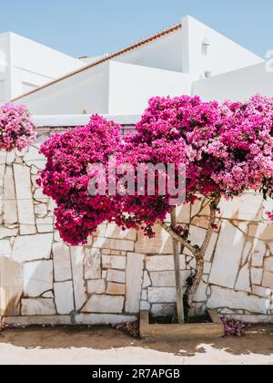 Bougainvilliers fleuris dans un jardin parsemé de fleurs. Belle fleur de plante avec des fleurs roses. Scène estivale idyllique. Banque D'Images