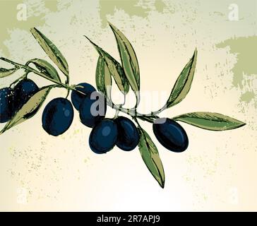 Illustration vectorielle - olives noires sur la branche Illustration de Vecteur