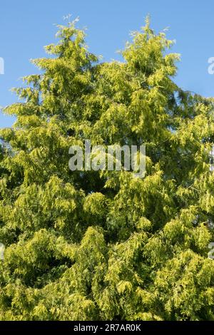 American Arborvitae Thuja occidentalis 'Cloth of Gold' Golden Yellow White Cedar Tree Arborvitae Spring Thuja Banque D'Images