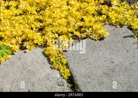 Jenny rampant, Moneywort d'or, Lysimachia nummularia 'Aurea' Banque D'Images