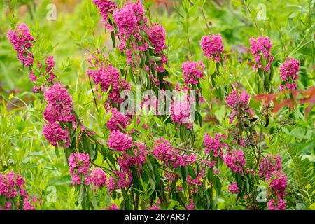 Mouton Laurel, Kalmia angustifolia 'Rubra', jardin, fleurs Banque D'Images