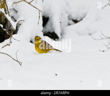 Yellowhammer a.k.a. Emberiza citrinella est à la recherche de nourriture dans la dérive des neiges dans le jardin en hiver Banque D'Images