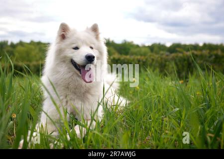 Un chien blanc moelleux de la race Samoyed se trouve sur une pelouse verte, au milieu de l'herbe et des fleurs. Un chien est un animal de compagnie, un ami et un compagnon d'une personne Banque D'Images