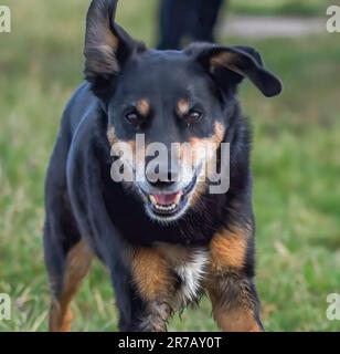 Un adorable chien noir et marron qui s'exécute joyeusement dans un champ verdoyant et herbacé Banque D'Images