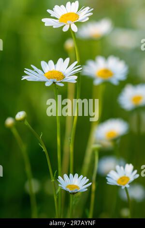 Plusieurs magnifiques chamomiles sur la prairie sauvage Banque D'Images