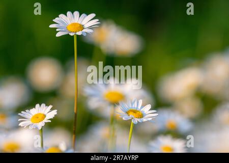 Plusieurs magnifiques chamomiles sur la prairie sauvage Banque D'Images