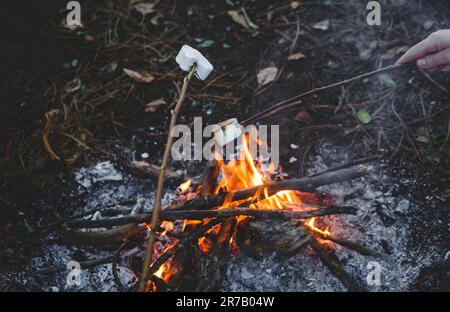 Guimauve rôtie à la main. Guimauves sur des brochettes dans le feu de camping de nuit. Fond de feu de camp en bois Banque D'Images