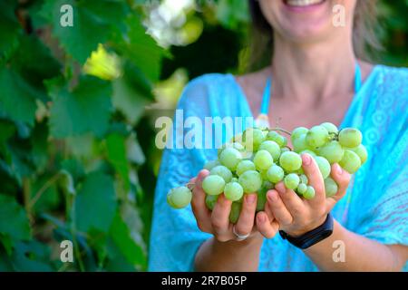 Femme heureuse tenant des raisins verts. Mains avec grappe de raisins blancs, concept d'agriculture et de vinification, vendange italienne, vin Prosecco Banque D'Images