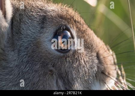 Beaux yeux bruns lumineux gros plan d'un lapin sauvage Banque D'Images