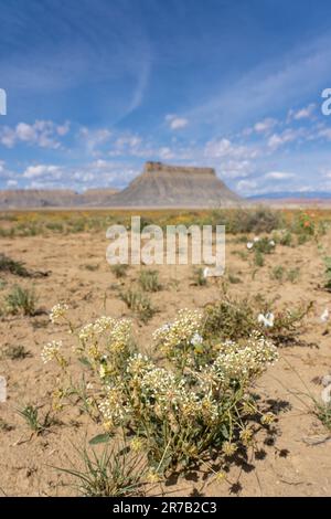 Verbena de sable blanc parfumé, Abronia elliptica, se blotant dans le désert de Caineville près de Hanksville, Utah. Factory Butte est derrière. Banque D'Images