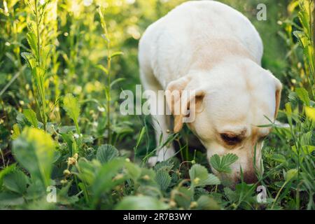 Gros plan d'un Labrador doré coupé dans la nature. Un beau chien domestique sniffs un lit de fleur avec des buissons de fraise dans le jardin. Copier l'espace. Banque D'Images