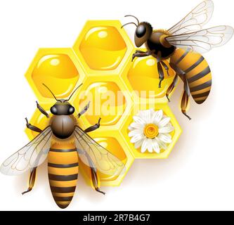 Deux abeilles et rayons de miel isolés sur blanc Illustration de Vecteur