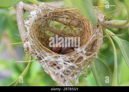 Les oiseaux nichent sur un arbre arboré avec deux petits oiseaux. Banque D'Images