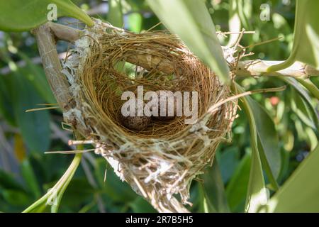 Les oiseaux nichent sur un arbre arboré avec deux œufs. Banque D'Images