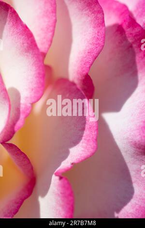 Pétales de rose blancs avec bords de ping, gros plan. Banque D'Images