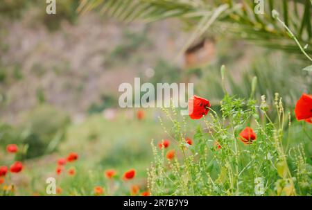 Les coquelicots rouges fleurissent dans une clairière devant les tombeaux de roche du Lycien antique, belles fleurs printanières avec flou sélectif, temps de déplacement de mise au point douce Banque D'Images