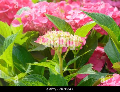 Inflorescence de l'hortensia rose sur un fond flou Banque D'Images