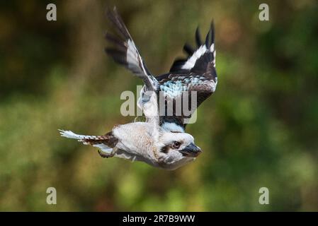 Laughing Kookaburra en vol Banque D'Images