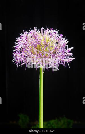Allium Christophii - étoile de la Perse Banque D'Images