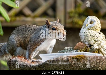 Écureuil gris ( sciurus carolinessis) sur une mangeoire à oiseaux, West Lothian, Écosse, Royaume-Uni Banque D'Images