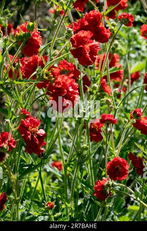 Rouge, jardin, fleur, Geum Scarlet Tempest, fleurs, Plantes, croissance, plante Banque D'Images