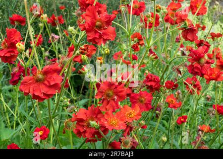 Geum 'Scarlet Tempest' Geum rouge Banque D'Images