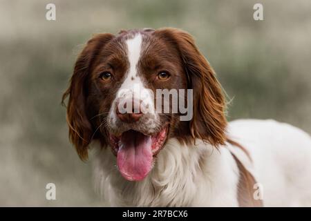Portrait d'un chien chiot anglais Springer Spaniel d'un an Banque D'Images