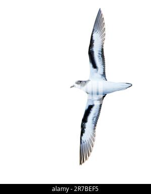 Bermudes Petrel, Pterodroma cahow, au large de la côte près de la colonie sur l'île de Nonsuch, Bermudes. Vol d'oiseau. Banque D'Images