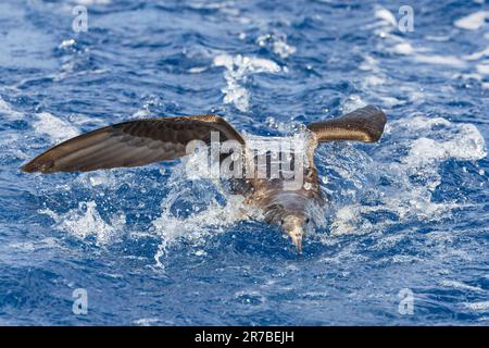 Shearwater à pieds chair (Ardenne carneipes) dans l'océan pacifique au large de la Nouvelle-Zélande. Banque D'Images