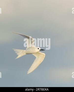 Indo-pacific White Tern (Gygis (alba) candida) en vol au large de l'île Norfolk, en Australie. Banque D'Images