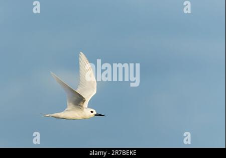 Indo-pacific White Tern (Gygis (alba) candida) en vol au large de l'île Norfolk, en Australie. Banque D'Images