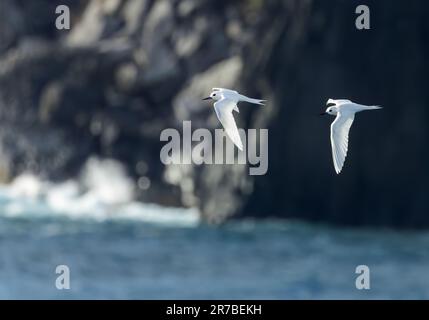 Indo-pacific White Tern (Gygis (alba) candida) en vol au large de l'île Norfolk, en Australie. Banque D'Images