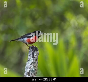 Robin masculine de Norfolk (Petroica multicolore) sur l'île Norfolk, Australie. Également connu sous le nom de robin de l'île Norfolk ou de robin de l'île Norfolk. Banque D'Images