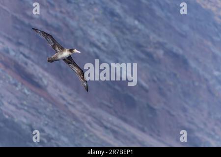 Albatros à queue courte immature (Phoebastria albatrus) au large de l'île de Torishima, au Japon. Également connu sous le nom d'albatros de Steller. Banque D'Images