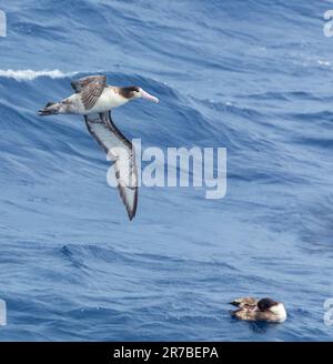 Albatros à queue courte immature (Phoebastria albatrus) au large de l'île de Torishima, au Japon. Également connu sous le nom d'albatros de Steller. Banque D'Images