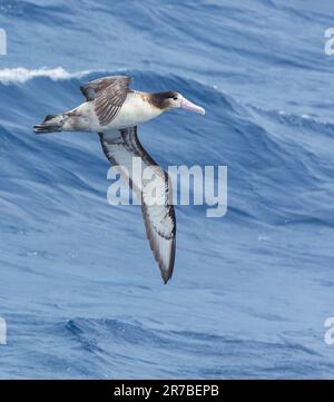 Albatros à queue courte immature (Phoebastria albatrus) au large de l'île de Torishima, au Japon. Également connu sous le nom d'albatros de Steller. Banque D'Images