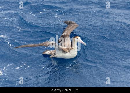 Albatros à queue courte immature (Phoebastria albatrus) au large de l'île de Torishima, au Japon. Également connu sous le nom d'albatros de Steller. Natation en mer. Banque D'Images